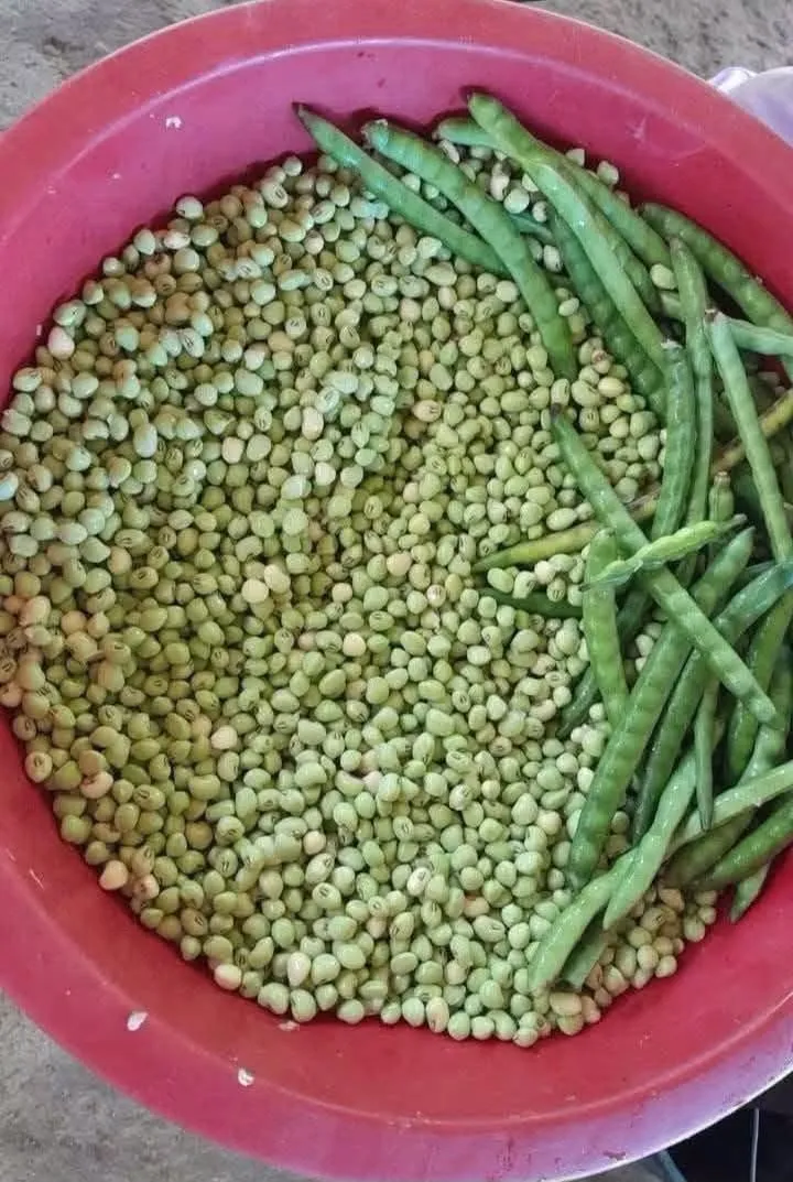 Ya inició la cosecha de frijol periquillos en nuestra zona