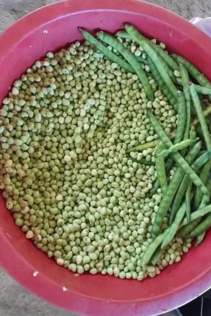 Frijol periquillo recién desgranado en una palangana, junto a vainas verdes